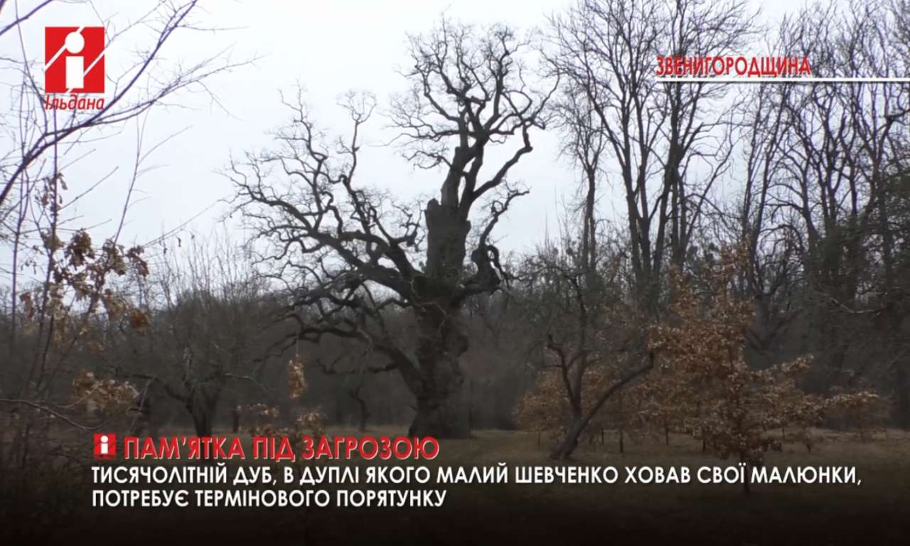 Тисячолітній дуб на Звенигородщині захворів: потрібні фахівці (ВІДЕО)
